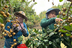 Đem giống cây quen thuộc của Việt Nam trồng trên đất ngoại quốc, người đàn ông Nam Á thu về trái ngọt với mức giá không tưởng