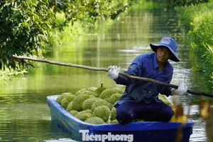 Sầu riêng 'tắc' mã vùng trồng, chủ tịch tỉnh thành phải chịu trách nhiệm