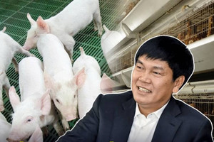 Nuôi heo khó, công ty nông nghiệp của tỷ phú Trần Đình Long mang hơn 2.000 tỷ đồng đi gửi ngân hàng