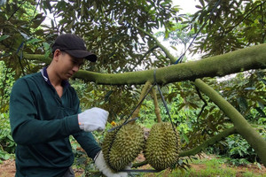 Nông dân xã này ở Đắk Lắk ‘lên đời’ nhờ trồng ‘cây tỷ đô’, cứ ra đường là gặp đại gia