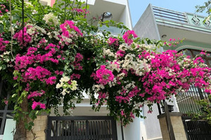 4 lời khuyên cho những gia đình trồng cây trước nhà