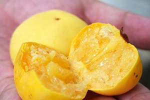Từng mọc quanh xóm làng, loại quả thơm nức tuổi thơ nay khan hiếm giá lên tới 100.000 đồng/kg