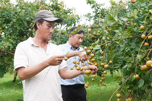 Loại nhãn có vị mặn được thương lái lùng mua tận gốc