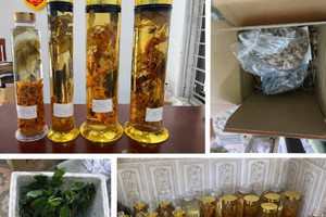 Cô gái lừa bán Sâm Ngọc Linh trên mạng