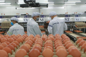 Dự án sản xuất 336 triệu trứng gà/năm của Hoà Phát đón tín hiệu tích cực giữa lúc chờ gỡ vướng pháp lý