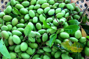 Từng bị bỏ mặc rụng đầy gốc, loại quả rừng này giờ là món ngon đắt đỏ được dân thành thị tranh mua với giá rất cao