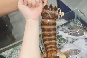 Tôm tích 3 con/kg đắt ngang tôm hùm cháy hàng dịp 2/9