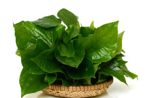 Tin vui cho người thường xuyên ăn lá lốt