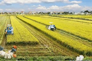 Thu hồi đất nông nghiệp, người dân trực tiếp sản xuất sẽ nhận tiền hỗ trợ thế nào?