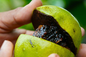Bỏ cây nhãn, trồng thứ quả ruột nâu kỳ lạ, nông dân Cần Thơ tạo hẳn vùng nguyên liệu, bán 300.000 đồng/kg