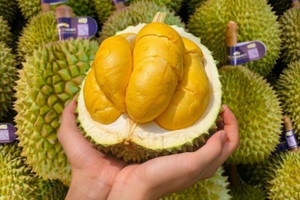 Không phải Musang King hay Ri6, ngôi vương đắt đỏ nhất sạp trái cây Việt gọi tên loại sầu riêng ngoại lai giá lên tới cả triệu đồng