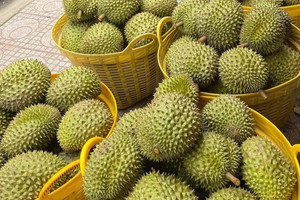 Sầu riêng một nước Đông Nam Á sắp đi 'luồng riêng' vào Trung Quốc, chỉ 3-4 giờ là xong thủ tục