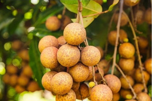 Quả nhãn lai vải đầu tiên trên thế giới vừa được bán ra thị trường: Giá gần 300.000 đồng/kg, hương vị gây tò mò