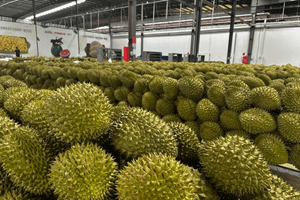 Đối thủ xuất khẩu sầu riêng sang Trung Quốc của Hoàng Anh Gia Lai đón quỹ ngoại làm cổ đông chiến lược