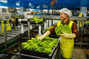 Trung Quốc ráo riết thu mua hàng chục nghìn tấn quả, nông dân Campuchia từ tay trắng thành dư tiền mua đất