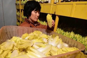 U60 đổi đời nhờ bán loại rau đắt ngang thịt: Trồng trong nhà kín, bán đến đâu hết đến đó, thu 171 tỷ đồng/năm