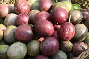 Loại quả bình dân bán đầy ngoài chợ giá chỉ từ 25.000 đồng/kg, vị chua chua ngọt ngọt: Ở Châu Âu thành 'hàng hot', Việt Nam thu về hơn 116 triệu USD