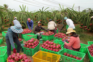 Nông sản xuất khẩu chênh tới 50 lần so với giá tại vườn, vì sao nông dân phải bán ‘lúa non’?