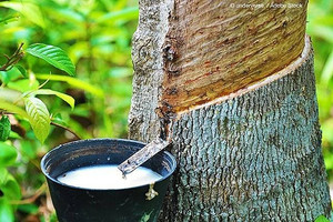 Nhận đền bù từ dự án khu công nghiệp, Cao su Phước Hoà (PHR) được dự báo lãi vượt 1.700 tỷ đồng