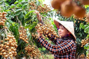 Vì sao Trung Quốc ngày càng 'khắt khe' với nông sản Việt?