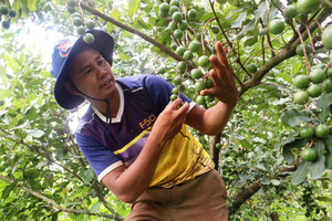 Việt Nam chi khoảng 30 triệu USD nhập mắc ca dù có hơn 46.000 ha vùng trồng