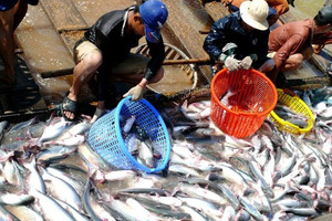 Cá tra Việt Nam được ‘ông lớn’ Nhật Bản chú ý, xuất khẩu 8 tháng tăng hơn 20%