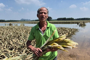 Hàng nghìn hộ dân Thanh Hóa đau thắt lòng chứng kiến 'cây sinh kế' thối nõn giữa biển nước