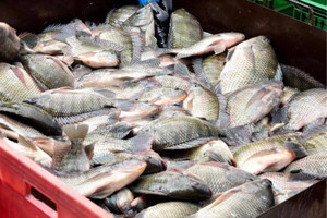 Nghịch lý loài cá bình dân bán đầy chợ Việt lại vượt trùng khơi lên bàn tiệc sashimi khắt khe của người Nhật