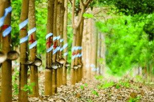 Loạt cổ phiếu GVR, DRI, PHR... tăng mạnh theo 'sóng' cao su thế giới: Tiềm năng tăng giá đến đâu?