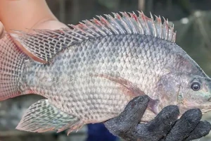 Cá rô phi Việt Nam bất ngờ 'đổi hướng', một thị trường tăng hơn 22.000%
