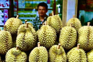 Quốc gia láng giềng âm thầm gom 15.000 ha trái cây vua, cạnh tranh trực tiếp với Việt Nam