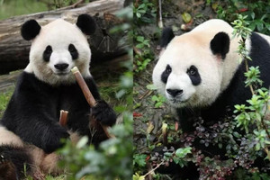 Cặp gấu trúc Trung Quốc vừa đặt chân tới Mỹ theo thỏa thuận đặc biệt kéo dài 10 năm