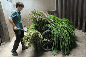 Sự thật về Thạc sĩ sinh năm 1997 đi 'hốt phân' hà mã, mỗi ngày phải dọn sạch 250kg chất thải