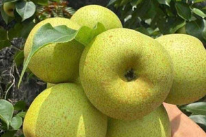 Bỏ sỉ cho thương lái xưa rồi, người trồng lê vùng cao nay thu lãi kép nhờ bán sản phẩm đặc biệt này