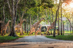 Nắm giữ “kỷ lục kép” thế giới - Vinpearl Safari Phú Quốc “khủng” cỡ nào?