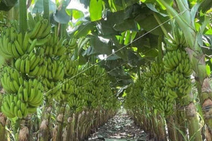 Nhờ đặc quyền 0% thuế nhập khẩu vào thị trường tỷ dân, một loại quả quen thuộc thu gần 7.000 tỷ đồng cho ngành nông nghiệp Việt Nam