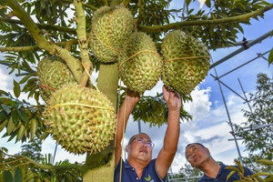 Sầu riêng Trung Quốc bắt đầu cho quả, Việt Nam cần làm gì để giữ vị thế?