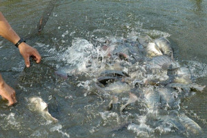 Con cá bình dân lột xác thành hàng xuất khẩu giúp nông dân miền Tây trụ vững trên quê hương