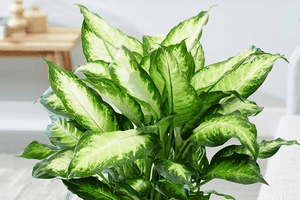 5 loại cây phong thủy 'vượng tài' nhất, giới kinh doanh ai cũng trồng
