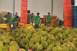 Xuất khẩu nông, lâm, thủy sản chạy nước rút, sầu riêng được kỳ vọng tạo đột phá