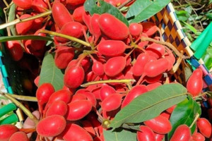Đằng sau thứ quả rừng mang tên gọi lạ lùng đang được giới sành ăn thành phố lùng mua với giá cao