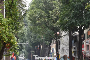 Mỗi tuyến phố Hà Nội sẽ có loài cây xanh chủ đạo