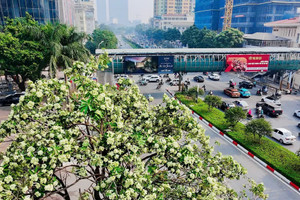 Hà Nội tính thay thế dần những nơi trồng hoa sữa quá dày