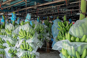 'Trái cây hạnh phúc' của Việt Nam chinh phục thị trường khó tính bậc nhất thế giới, thị phần tăng gần 18 lần vượt mốc 46.000 tấn