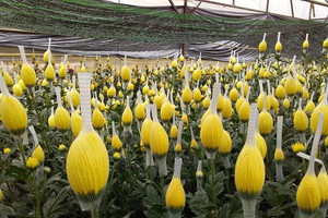 Một loài hoa bán đầy chợ Việt 'làm mưa làm gió' tại thị trường khó tính bậc nhất châu Á, thu gần 800 tỷ đồng chỉ sau 8 tháng