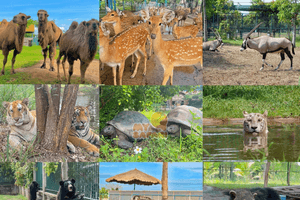 Một vườn thú Safari nổi tiếng miễn vé cho phụ nữ mặc áo dài dịp 20/10