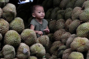 Malaysia muốn đàm phán mở tuyến đường bộ qua Việt Nam và Thái Lan để rút ngắn thời gian đưa sầu riêng sang Trung Quốc