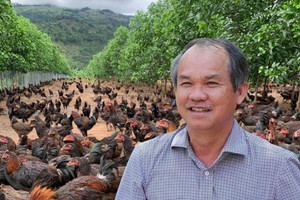 Bầu Đức từng thử nuôi 100.000 con gà ăn chuối, hiện thực tế ra sao?