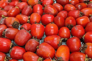 Loại quả xưa chín đỏ gốc chẳng ai ăn nay thành đặc sản 150.000 đồng/kg, trồng một lần thu hoạch nhiều năm, người thành phố ưa chuộng