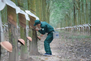 Cao su Tây Ninh (TRC) ghi nhận doanh thu cao nhất 55 quý